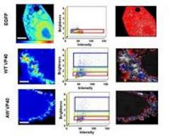 new insights into ebola infection pave the way for much-needed therapies